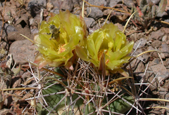 Coryphantha robustispina uncinata