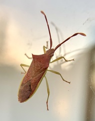 Plinachtus imitator