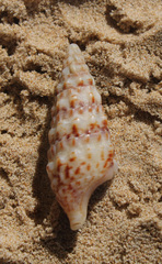 Cerithium vulgatum