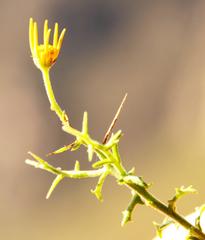 Osteospermum spinosum