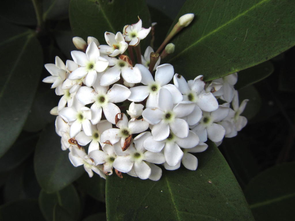 Dune Poison-bush