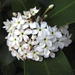 Acokanthera oblongifolia - Photo (c) Ricky Taylor, algunos derechos reservados (CC BY-NC)