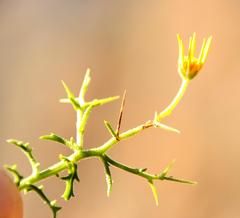 Osteospermum spinosum