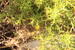 Osteospermum spinosum