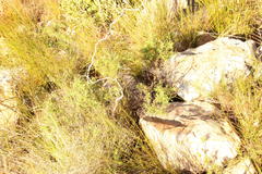 Osteospermum spinosum