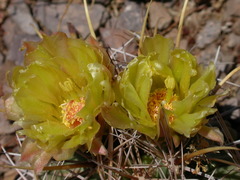 Coryphantha robustispina uncinata