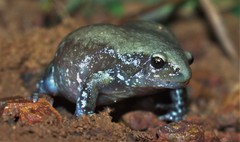 Uperodon globulosus