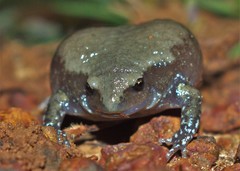 Uperodon globulosus