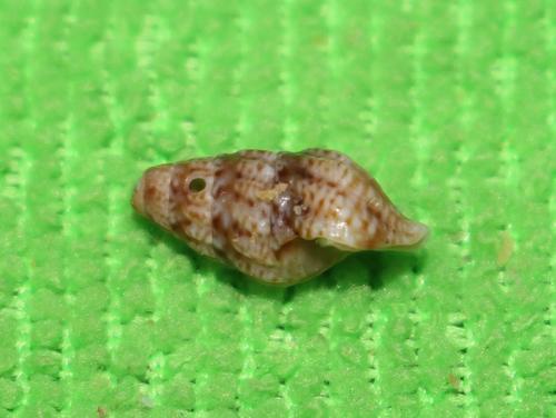 Nassarius capensis