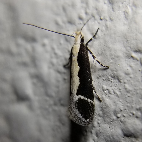 Aroga unifasciella photo 3