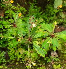 Biophytum sensitivum