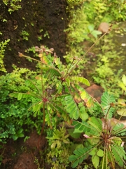 Biophytum sensitivum