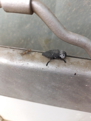 Capnodis tenebrionis
