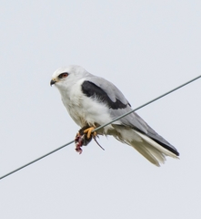 Elanus leucurus leucurus