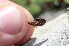 Aspalathus rigidifolia