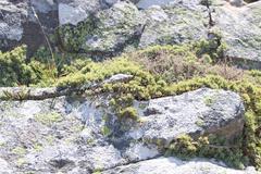 Aspalathus rigidifolia