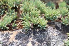 Aspalathus rigidifolia