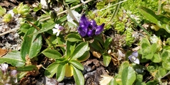 Phyteuma globulariifolium