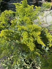 Solidago