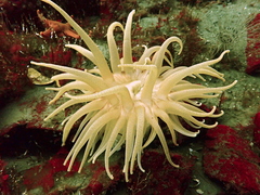 Cribrinopsis fernaldi