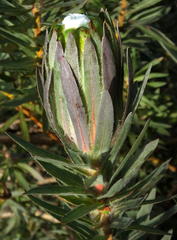 Protea coronata