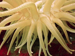 Cribrinopsis fernaldi