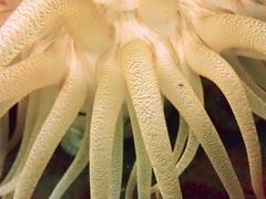 Cribrinopsis fernaldi