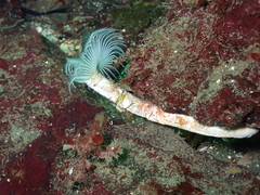 Protula pacifica
