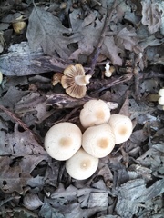 Agaricales