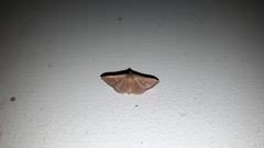 Banisia