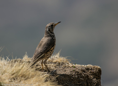Turdus simensis