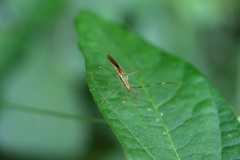 Leptocorisa chinensis