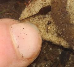 Vandijkophrynus angusticeps