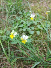 Viola × contempta