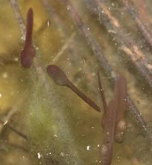 Vandijkophrynus angusticeps