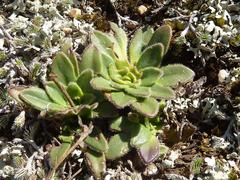 Craterostigma wilmsii