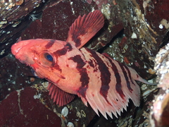 Sebastes nigrocinctus