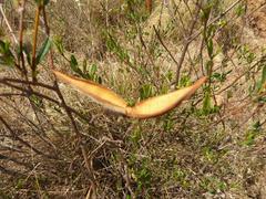 Cryptolepis oblongifolia