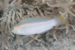 Halichoeres scapularis