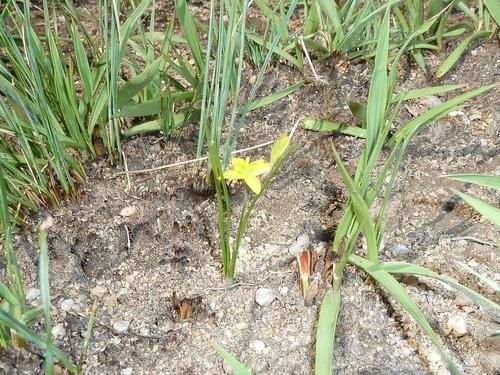 Grass star-flower (Hypoxis filiformis)