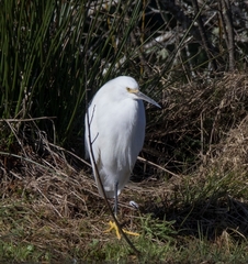 Egretta thula thula