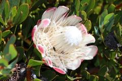Protea venusta