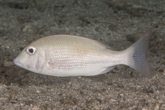 Lethrinus harak