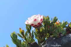 Protea venusta