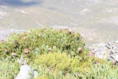 Protea venusta