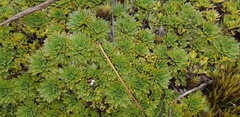 Azorella aretioides