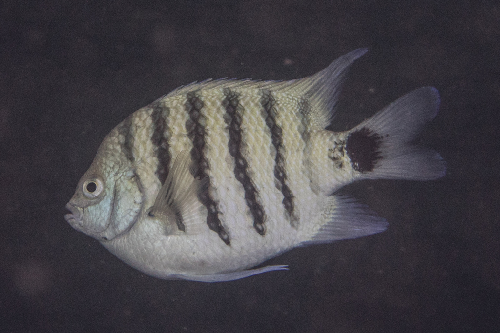 Black-Tail Sergeant