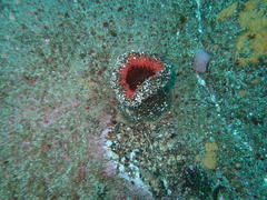 Bunodactis reynaudi