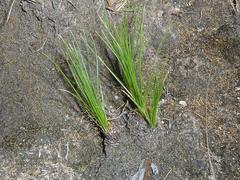 Chlorophytum calyptrocarpum