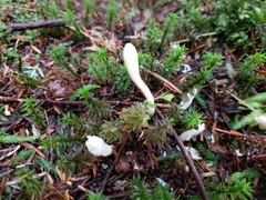 Trichoderma leucopus